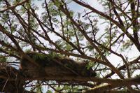 Klippschläfer im Baum