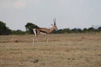 Thompson Gazelle