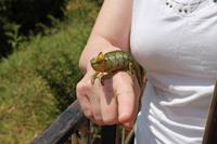 Chamäleon am Thompson Wasserfall