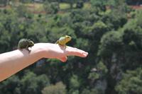 Chamäleon am Thompson Wasserfall