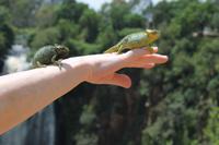 Chamäleon am Thompson Wasserfall