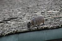 Klippschläfer an der Lodge