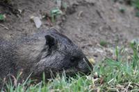 Klippschläfer an der Lodge