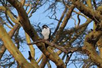 Lake Nakuru Nationalpark