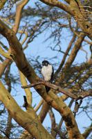 Lake Nakuru Nationalpark