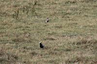 Waffenkibiz und Kronenkibiz