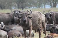 Büffelherde