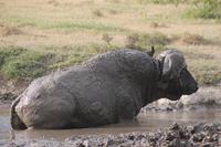 Büffel im Schlammbad