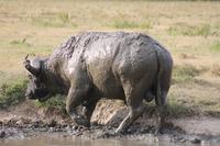 Büffel im Schlammbad