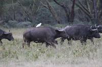Büffel mit Kureiher