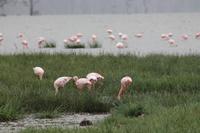 Nakuru See Flamingos