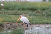 Nimmersatt am Nakuru See