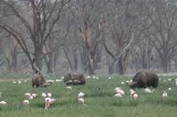 Büffel und Flamingos am Nakuru See