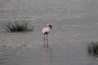 Flamingos am Nakuru See