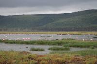 Flamingos am Nakuru See