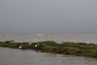 Flamingos am Nakuru See