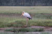 Nimmersatt am Nakuru See