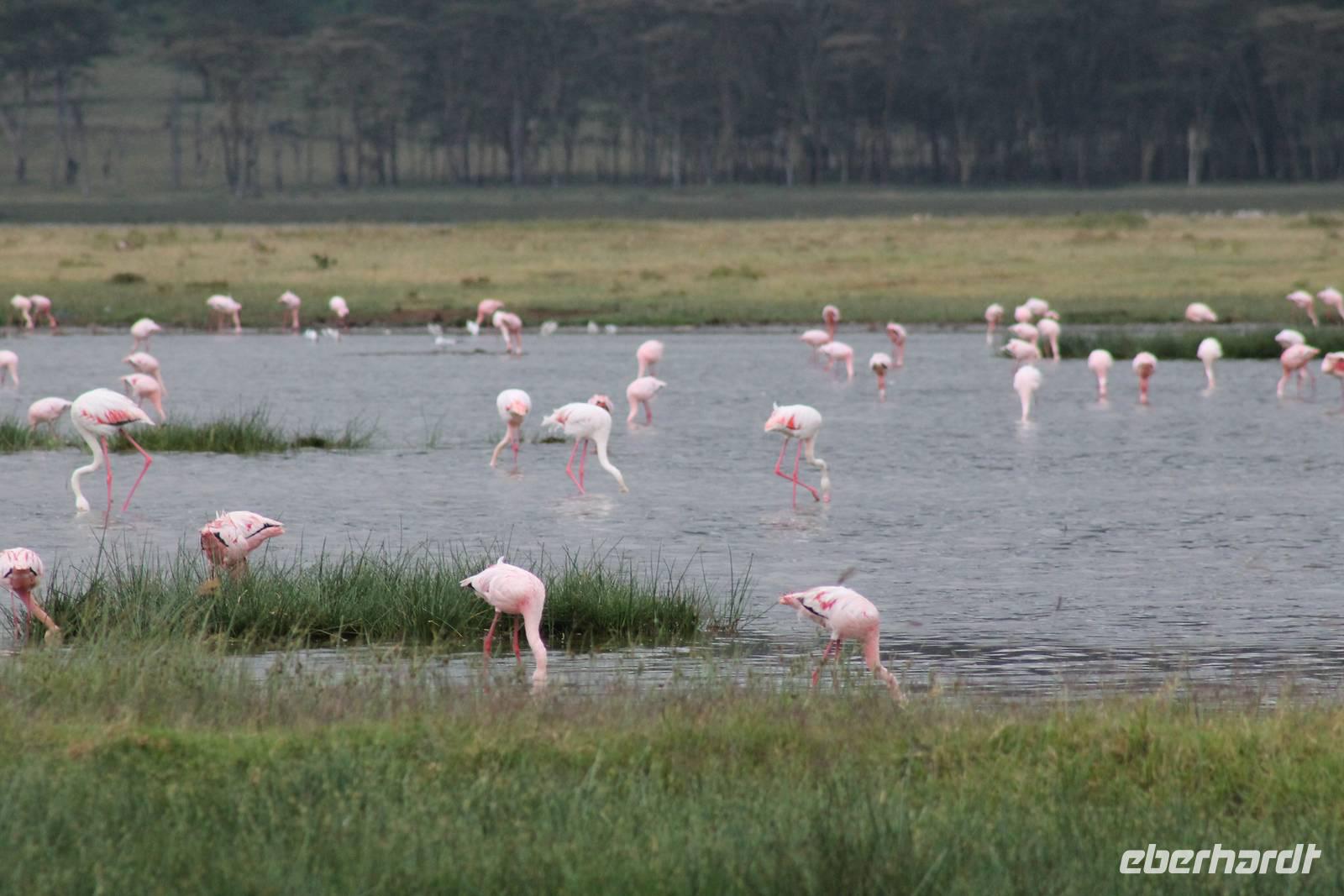 Flamingos am Nakuru See