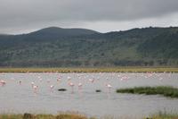 Flamingos am Nakuru See