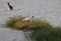 Flamingos am Nakuru See
