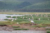 Flamingos am Nakuru See