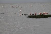 Flamingos am Nakuru See
