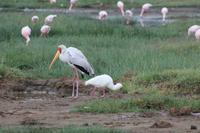 Nimmersatt und Löffler