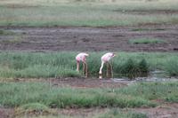 Flamingos am Nakuru See