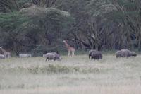 Giraffe, Büffel und Zebras am Nakuru See