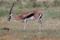 Thompson Gazelle