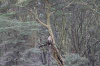 Lake Nakuru Nationalpark