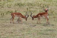 Impalaböcke