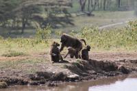 Paviane an der Lake Nakuru Lodge