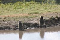 Paviane an der Lake Nakuru Lodge
