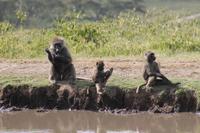 Paviane an der Lake Nakuru Lodge
