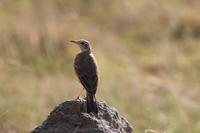Lake Nakuru Nationalpark