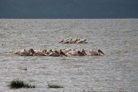 Pelikane im Lake Nakuru