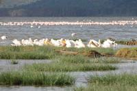 Lake Nakuru Nationalpark