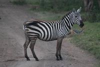 Steppenzebra