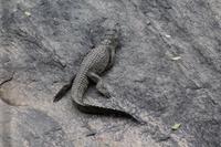 Babykrokodil im Mara Bush Camp