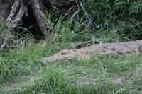 Krokodil am Mara Bush Camp