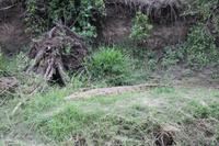 Krokodil am Mara Bush Camp