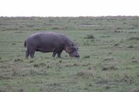 Hippo am Mara Bush Camp