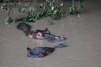 Hippos im Hippo Pool