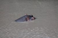 Hippos im Hippo Pool