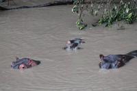 Hippos im Hippo Pool