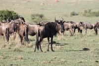 Gnus