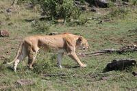 Löwenweibchen