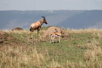 Topi und Thompson Gazelle