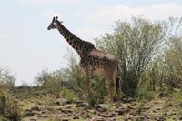 Masai Giraffe